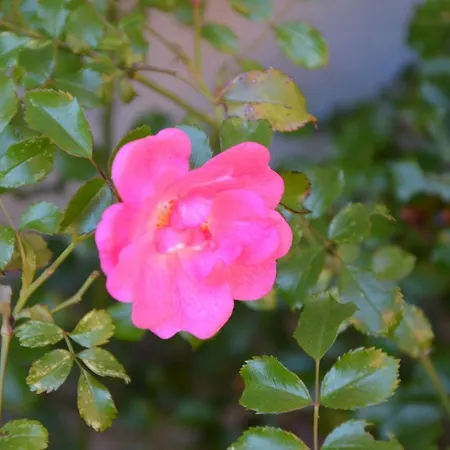 Orchidea 아파트 *